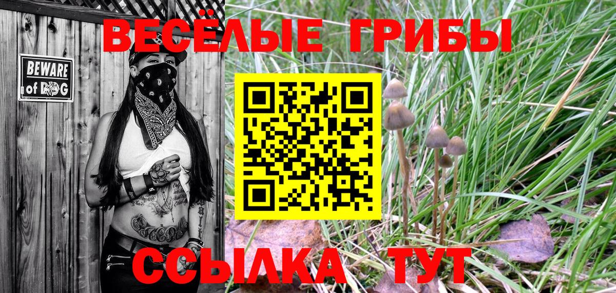 Галлюциногенные грибы Psilocybine cubensis Юрга