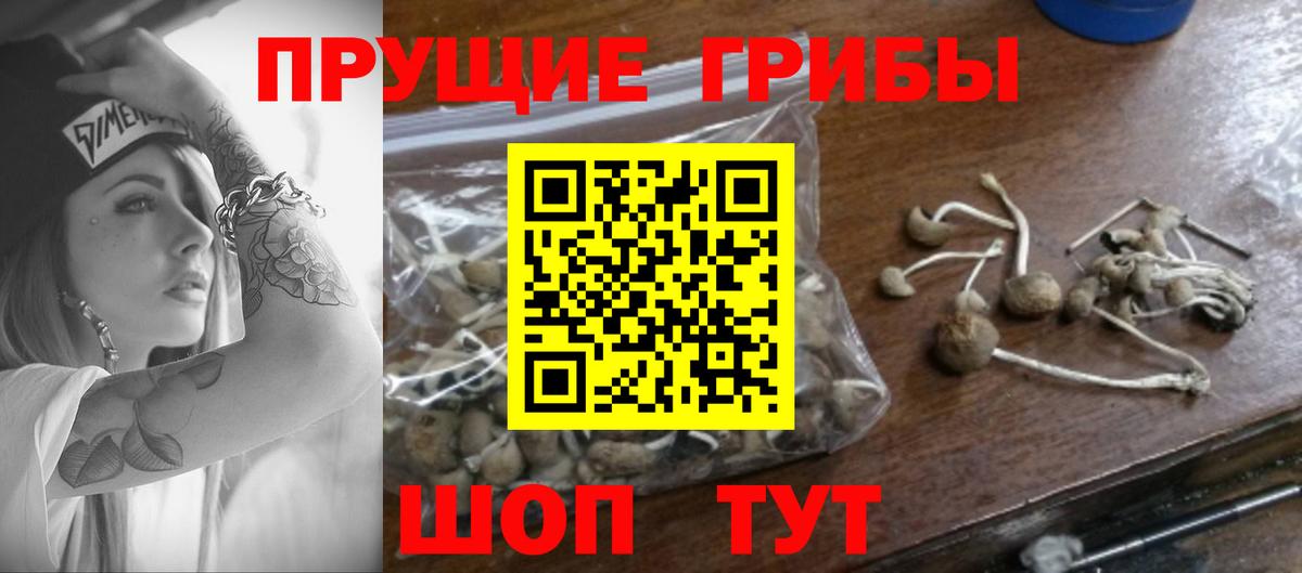Юрга  Псилоцибиновые грибы ЛСД  Псилоцибиновые грибы Psilocybine cubensis  Вход с VPN 